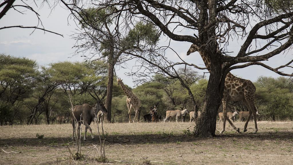 Royal Tree Lodge Maun Bagian luar foto