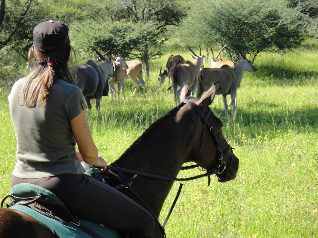 Royal Tree Lodge Maun Bagian luar foto